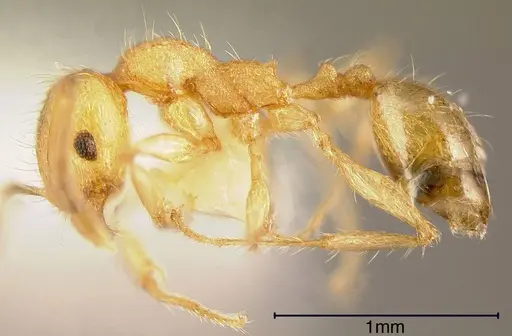 Pheidole amabilis specimen CASENT0635432 image casent0635432_2