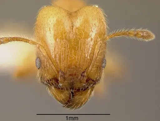 Pheidole amabilis specimen INBIOCRI002279940 image inbiocri002279940_1