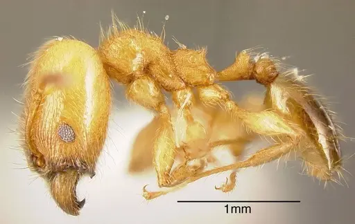 Pheidole amabilis specimen INBIOCRI002279940 image inbiocri002279940_2