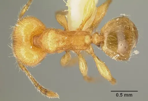 Pheidole amabilis specimen INBIOCRI002279941 image inbiocri002279941_1