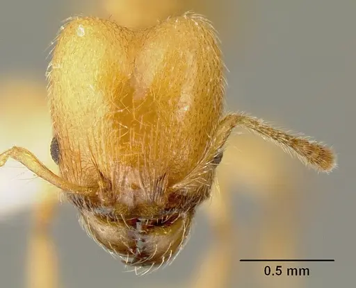 Pheidole amabilis specimen INBIOCRI002279941 image inbiocri002279941_2