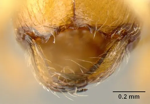 Pheidole amabilis specimen INBIOCRI002279941 image inbiocri002279941_3