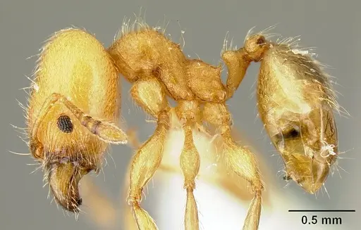 Pheidole amabilis specimen INBIOCRI002279941 image inbiocri002279941_4