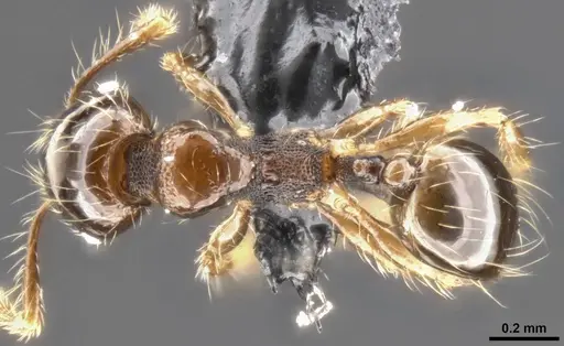 Pheidole amazonica specimen CASENT0282041 image casent0282041_1