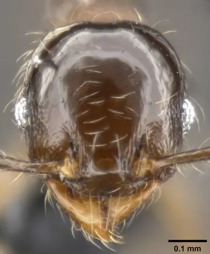 Pheidole amazonica specimen CASENT0282041 image casent0282041_2