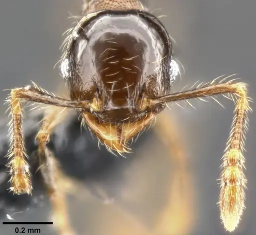 Pheidole amazonica specimen CASENT0282041 image casent0282041_3