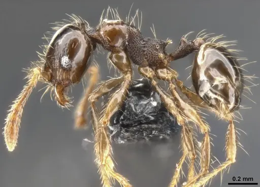 Pheidole amazonica specimen CASENT0282041 image casent0282041_4