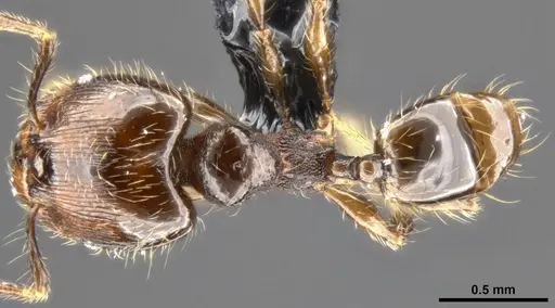 Pheidole amazonica specimen CASENT0282933 image casent0282933_1