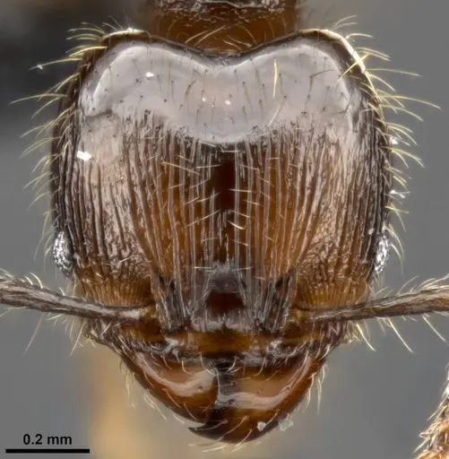 Pheidole amazonica specimen CASENT0282933 image casent0282933_2