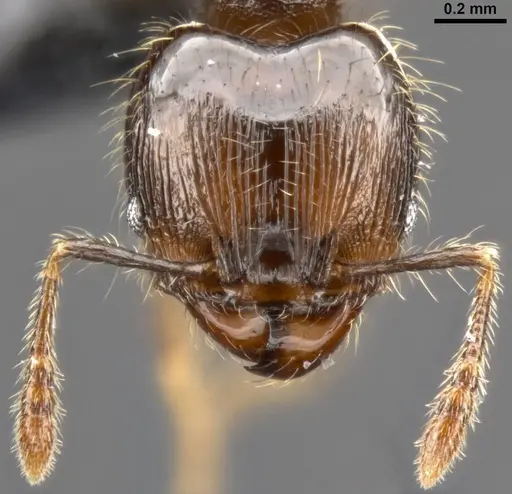 Pheidole amazonica specimen CASENT0282933 image casent0282933_3