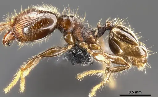 Pheidole amazonica specimen CASENT0282933 image casent0282933_4
