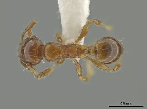 Pheidole amazonica specimen CASENT0645794 image casent0645794_1