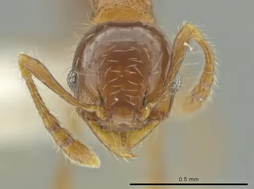 Pheidole amazonica specimen CASENT0645794 image casent0645794_2