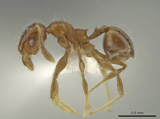 Pheidole amazonica specimen CASENT0645794 image casent0645794_3