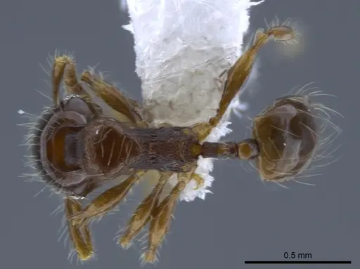 Pheidole amazonica specimen CASENT0650604 image casent0650604_1