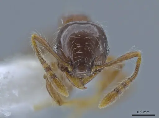 Pheidole amazonica specimen CASENT0650604 image casent0650604_2