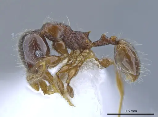 Pheidole amazonica specimen CASENT0650604 image casent0650604_3