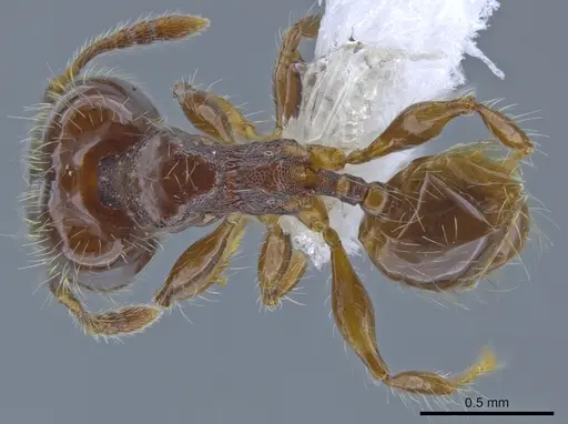 Pheidole amazonica specimen CASENT0650605 image casent0650605_1