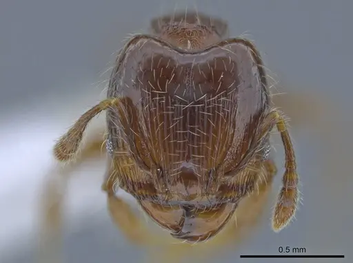 Pheidole amazonica specimen CASENT0650605 image casent0650605_2