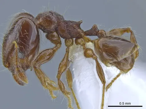 Pheidole amazonica specimen CASENT0650605 image casent0650605_3