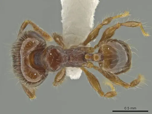 Pheidole amazonica specimen JTLC000016319 image jtlc000016319_1