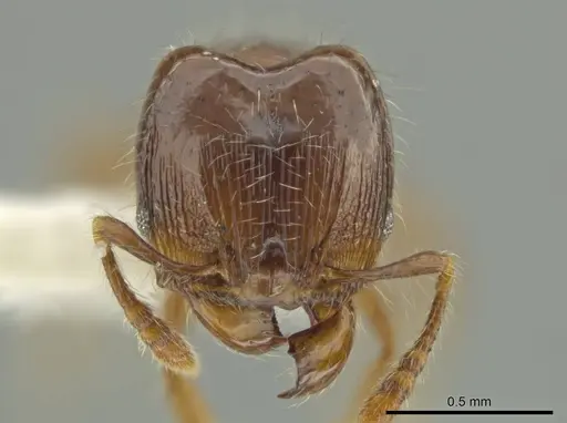 Pheidole amazonica specimen JTLC000016319 image jtlc000016319_2