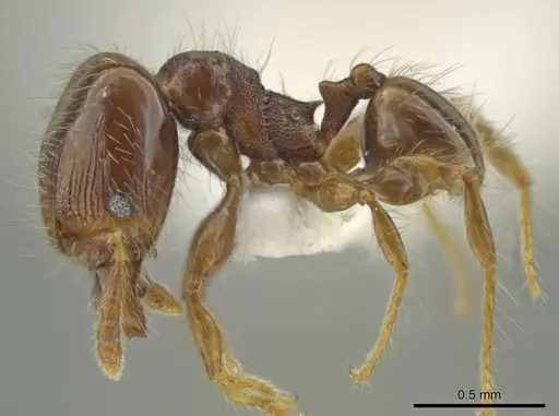 Pheidole amazonica specimen JTLC000016319 image jtlc000016319_3