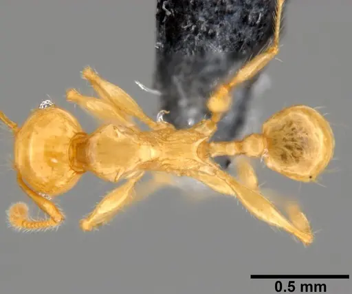 Pheidole amber specimen CASENT0199237 image casent0199237_1
