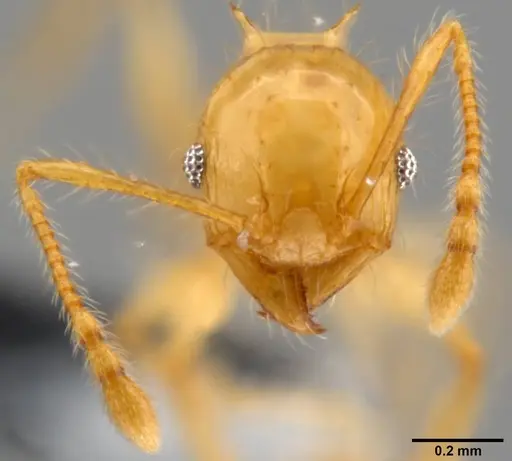 Pheidole amber specimen CASENT0199237 image casent0199237_2