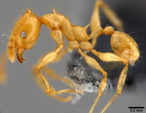Pheidole amber specimen CASENT0199237 image casent0199237_3