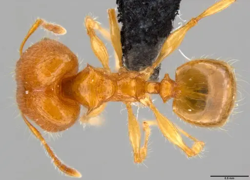 Pheidole amber specimen CASENT0199238 image casent0199238_1