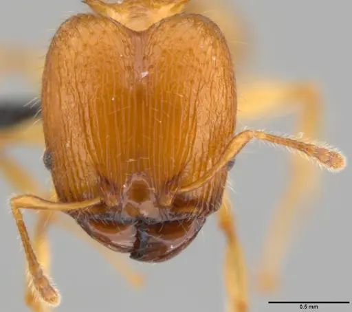 Pheidole amber specimen CASENT0199238 image casent0199238_2