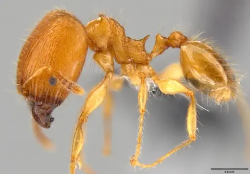 Pheidole amber specimen CASENT0199238 image casent0199238_3