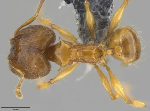 Pheidole amber specimen CASENT0219457 image casent0219457_1