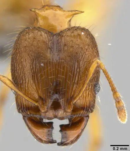 Pheidole amber specimen CASENT0219457 image casent0219457_2
