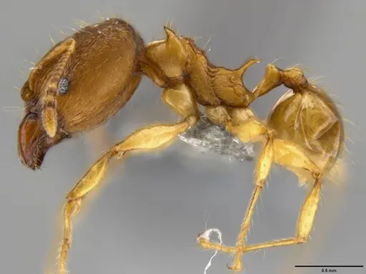 Pheidole amber specimen CASENT0219457 image casent0219457_3
