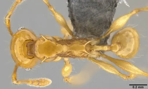 Pheidole amber specimen CASENT0282296 image casent0282296_1