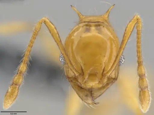 Pheidole amber specimen CASENT0282296 image casent0282296_2