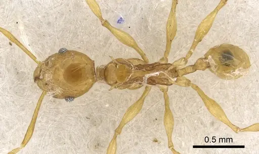 Pheidole amber specimen CASENT0901330 image casent0901330_1
