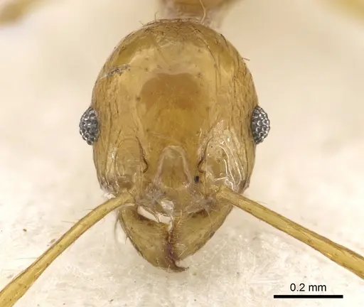 Pheidole amber specimen CASENT0901330 image casent0901330_2