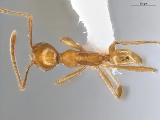 Pheidole ambigua specimen ECOFOG-PA14-0070-02 image ecofog-pa14-0070-02_1