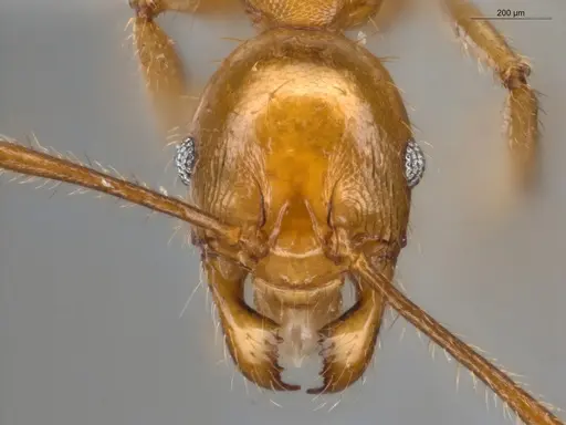 Pheidole ambigua specimen ECOFOG-PA14-0070-02 image ecofog-pa14-0070-02_2