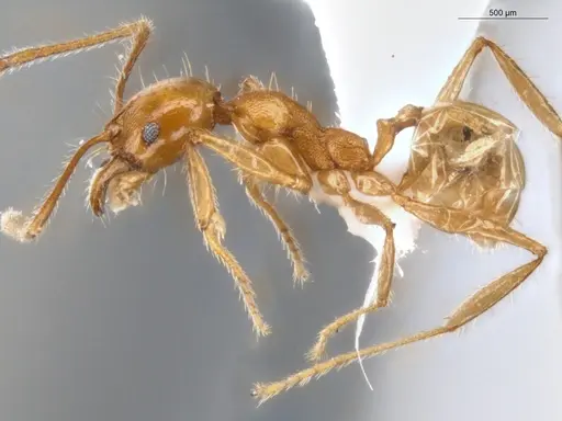 Pheidole ambigua specimen ECOFOG-PA14-0070-02 image ecofog-pa14-0070-02_3