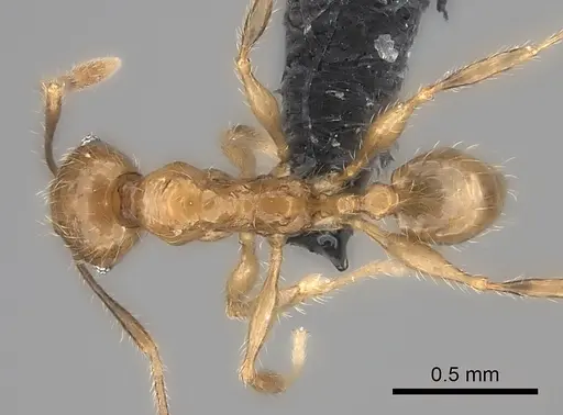 Pheidole ambohimanga specimen CASENT0128390 image casent0128390_1