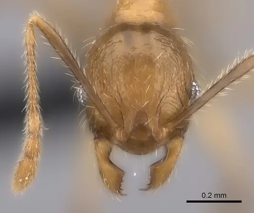 Pheidole ambohimanga specimen CASENT0128390 image casent0128390_2