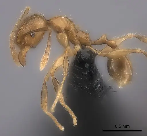 Pheidole ambohimanga specimen CASENT0128390 image casent0128390_3