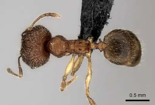 Pheidole ambohimanga specimen CASENT0480265 image casent0480265_1