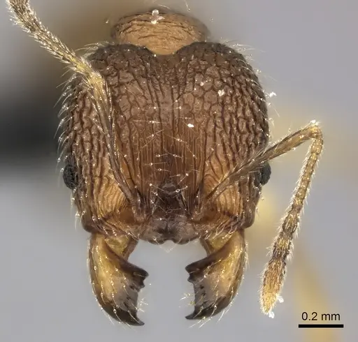 Pheidole ambohimanga specimen CASENT0480265 image casent0480265_2