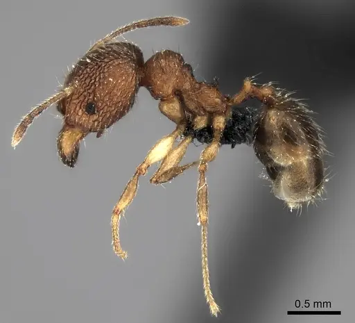Pheidole ambohimanga specimen CASENT0480265 image casent0480265_3