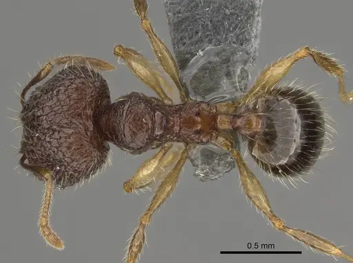 Pheidole ambohimanga specimen CASENT0720924 image casent0720924_1